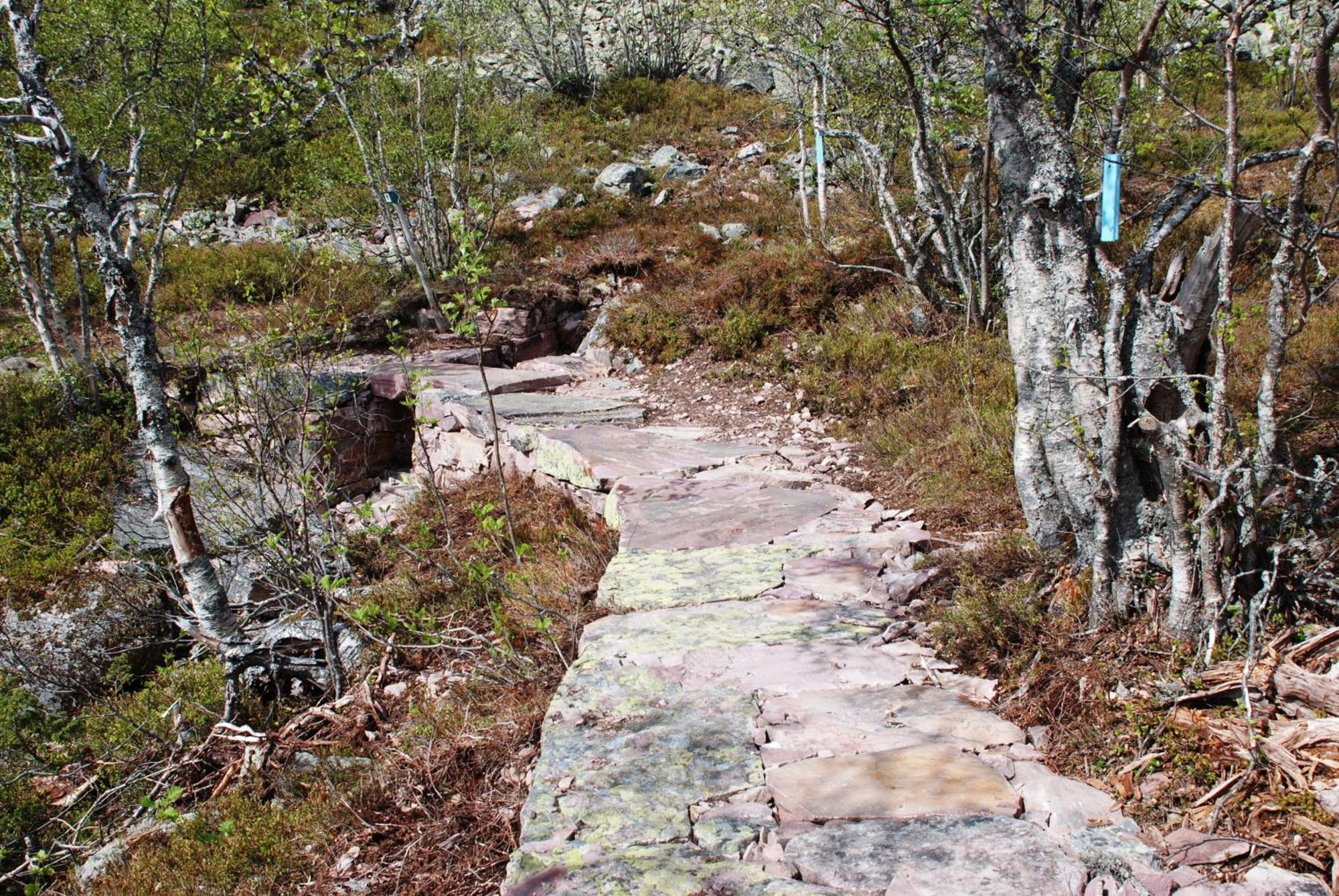 16 - Fulufjellets Nasjonalparker - Natur-, Dyre- Og Fugleopplevelser Ljørdal Exterior foto