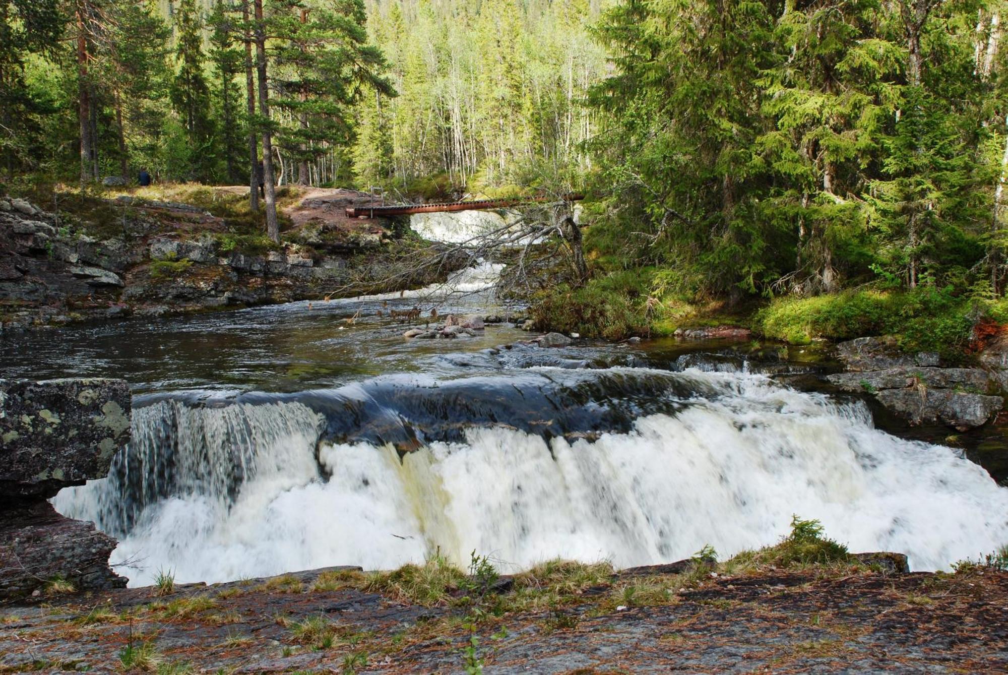 16 - Fulufjellets Nasjonalparker - Natur-, Dyre- Og Fugleopplevelser Ljørdal Exterior foto